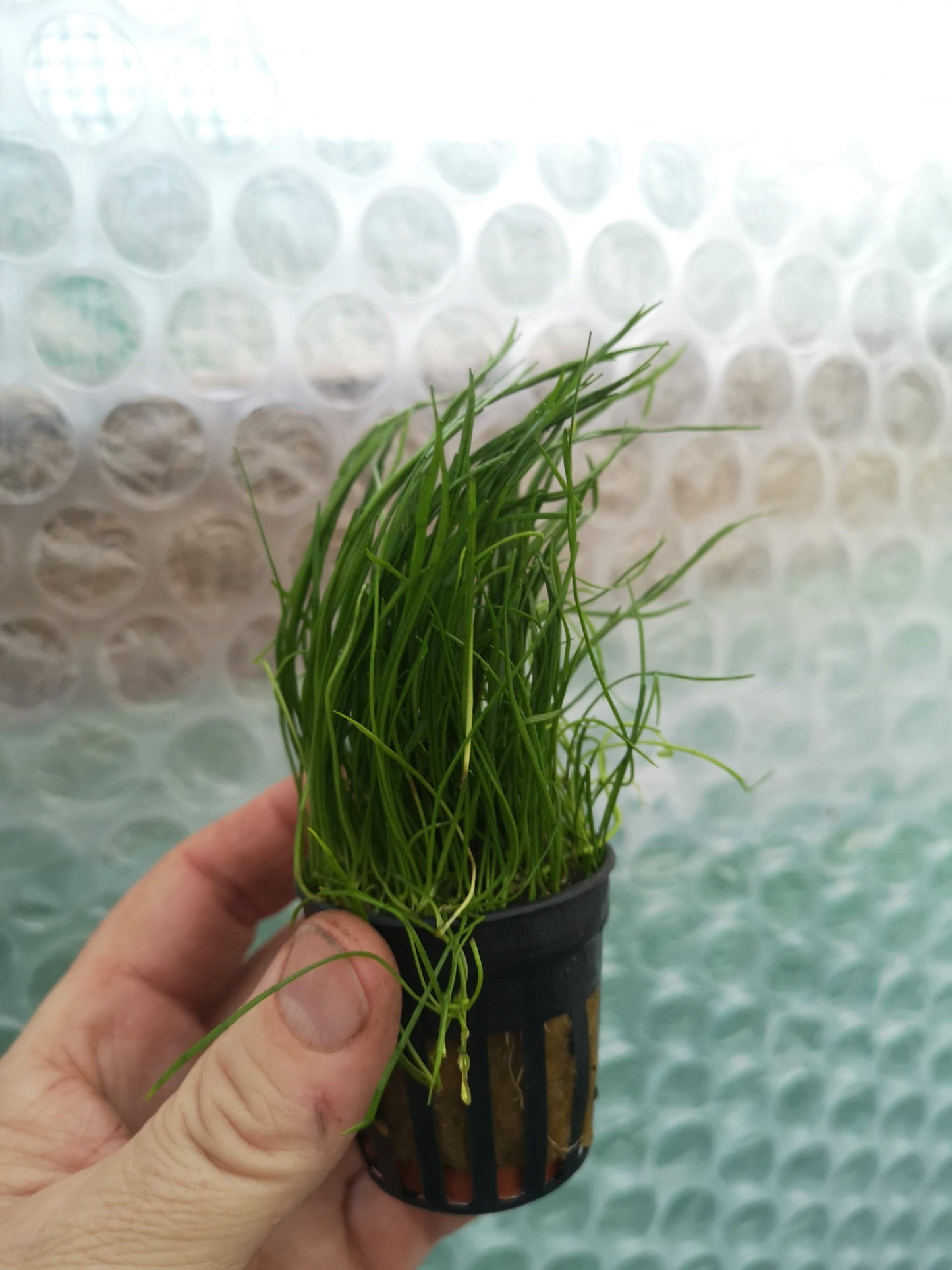Lilaeopsis Mauritius Live Aquarium Plant Tropical Fish Tank Aquascape