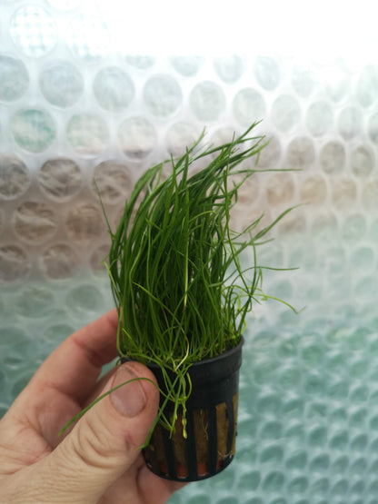 Lilaeopsis Mauritius Live Aquarium Plant Tropical Fish Tank Aquascape