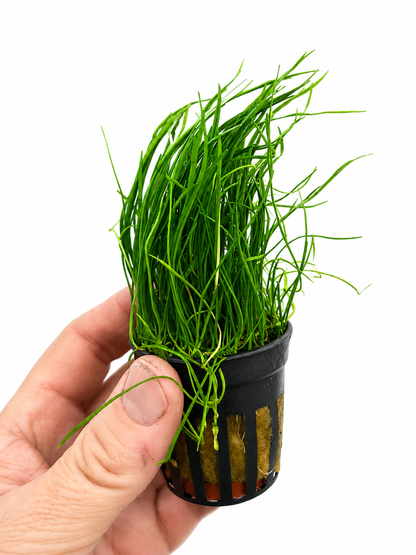 Lilaeopsis Mauritius Live Aquarium Plant Tropical Fish Tank Aquascape