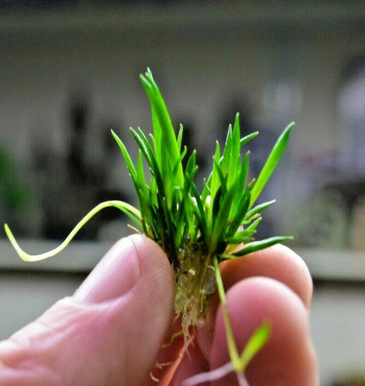 Littorella uniflora small Live Aquarium Plants Tropical Tank shrimp safe carpet