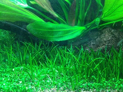 Littorella uniflora small Live Aquarium Plants Tropical Tank shrimp safe carpet