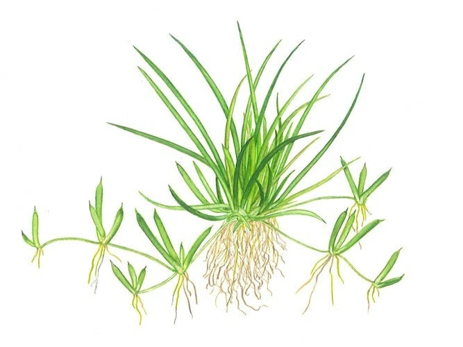 Littorella uniflora small Live Aquarium Plants Tropical Tank shrimp safe carpet