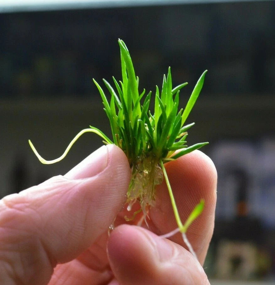 Littorella uniflora small Live Aquarium Plants Tropical Tank shrimp safe carpet