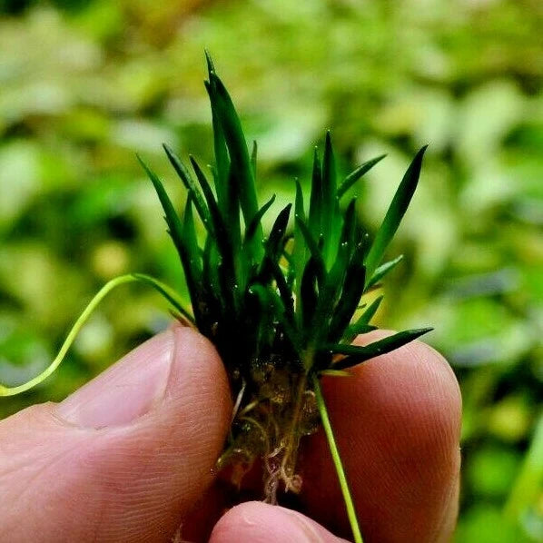 Littorella uniflora small Live Aquarium Plants Tropical Tank shrimp safe carpet