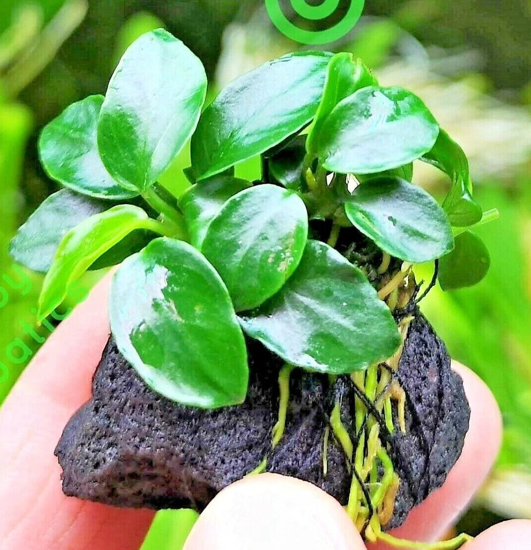 Live Aquarium Aquatic Plants ANUBIAS NANA PETITE on NANO Lava Rock shrimp safe