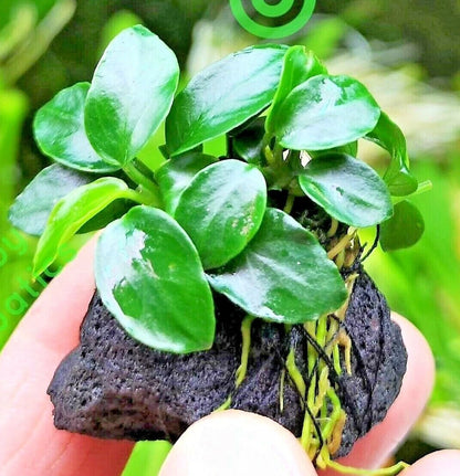 Live Aquarium Aquatic Plants ANUBIAS NANA PETITE on NANO Lava Rock shrimp safe