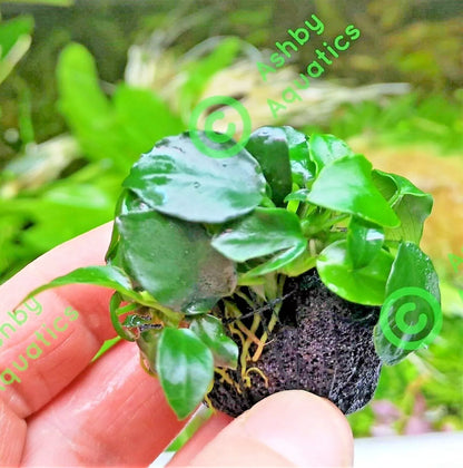 Live Aquarium Aquatic Plants ANUBIAS NANA PETITE on NANO Lava Rock shrimp safe