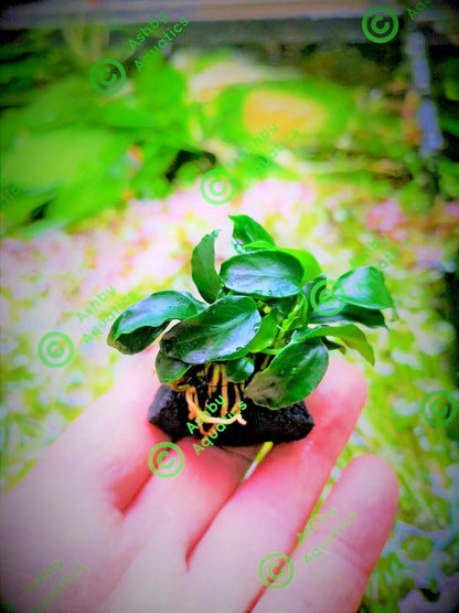 Live Aquarium Aquatic Plants ANUBIAS NANA PETITE on NANO Lava Rock shrimp safe
