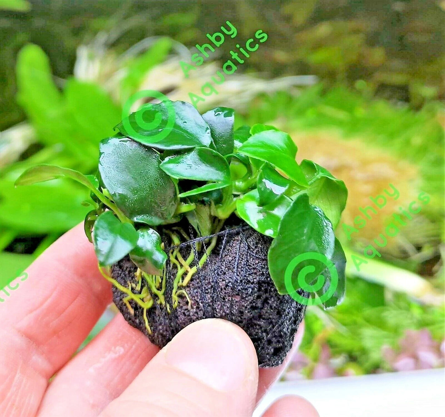 Live Aquarium Aquatic Plants ANUBIAS NANA PETITE on NANO Lava Rock shrimp safe