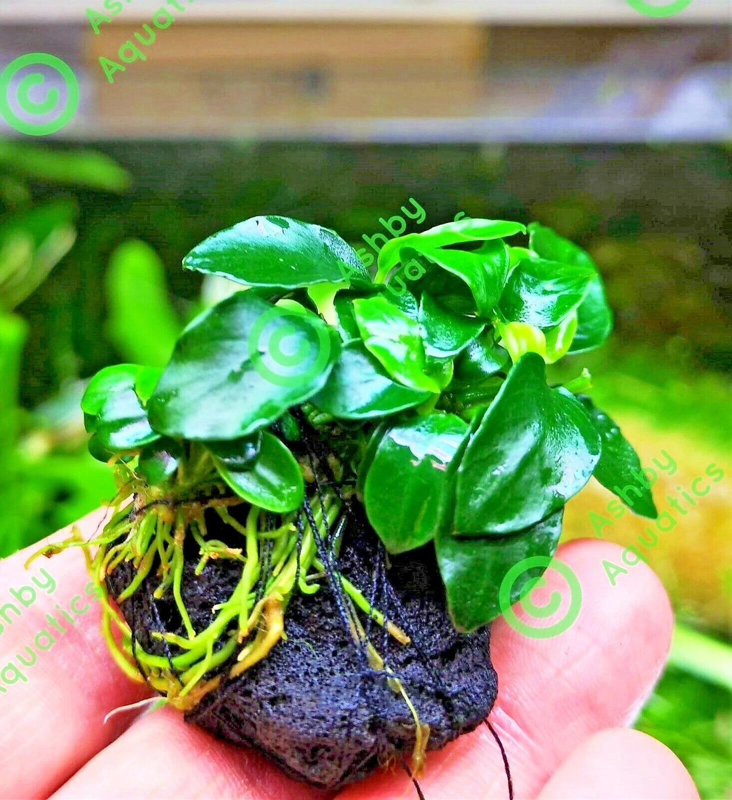 Live Aquarium Aquatic Plants ANUBIAS NANA PETITE on NANO Lava Rock shrimp safe