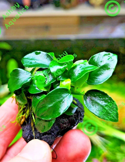 Live Aquarium Aquatic Plants ANUBIAS NANA PETITE on NANO Lava Rock shrimp safe