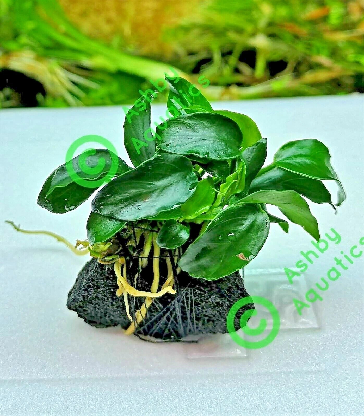 Live Aquarium Aquatic Plants ANUBIAS NANA PETITE on NANO Lava Rock shrimp safe