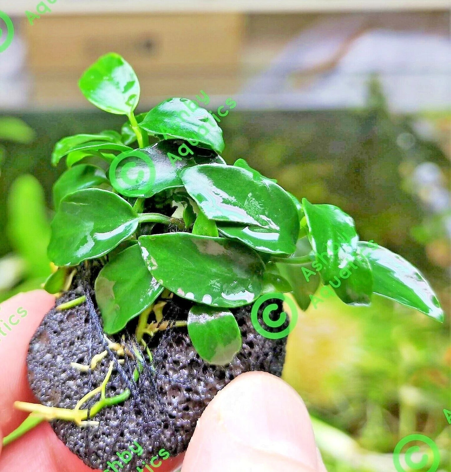 Live Aquarium Aquatic Plants ANUBIAS NANA PETITE on NANO Lava Rock shrimp safe