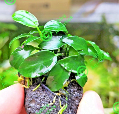 Live Aquarium Aquatic Plants ANUBIAS NANA PETITE on NANO Lava Rock shrimp safe