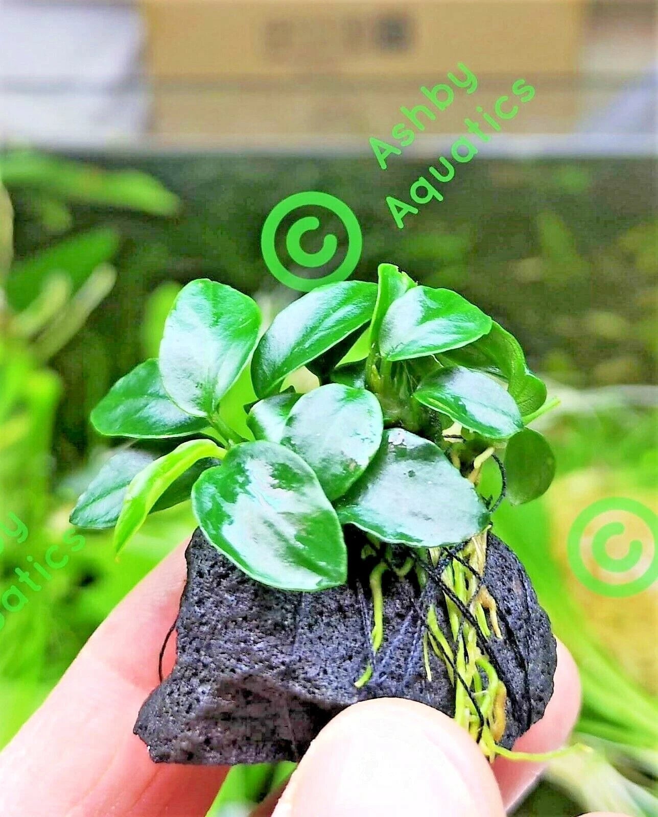 Live Aquarium Aquatic Plants ANUBIAS NANA PETITE on NANO Lava Rock shrimp safe