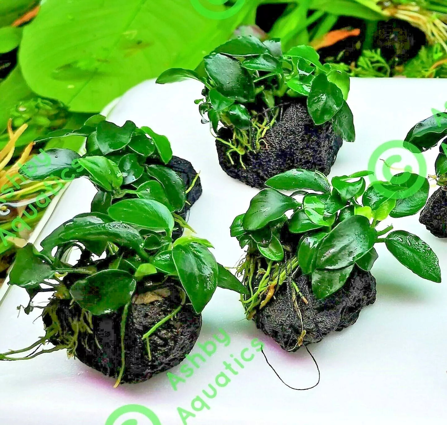 Live Aquarium Aquatic Plants ANUBIAS NANA PETITE on NANO Lava Rock shrimp safe