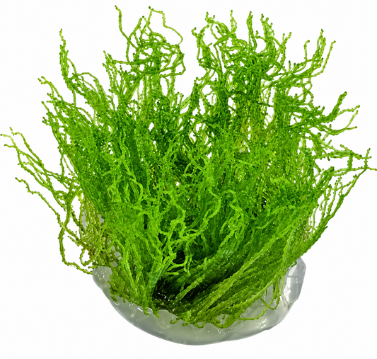 Taxiphyllum 'Flame Moss'