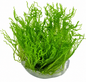 Taxiphyllum 'Flame Moss'