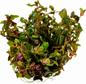 Rotala Macrandra Japan