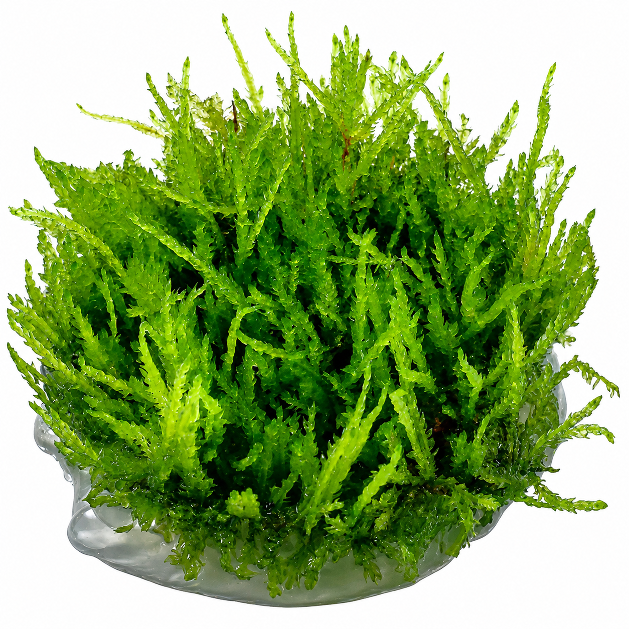 Vesicularia Ferriei 'Weeping Moss'
