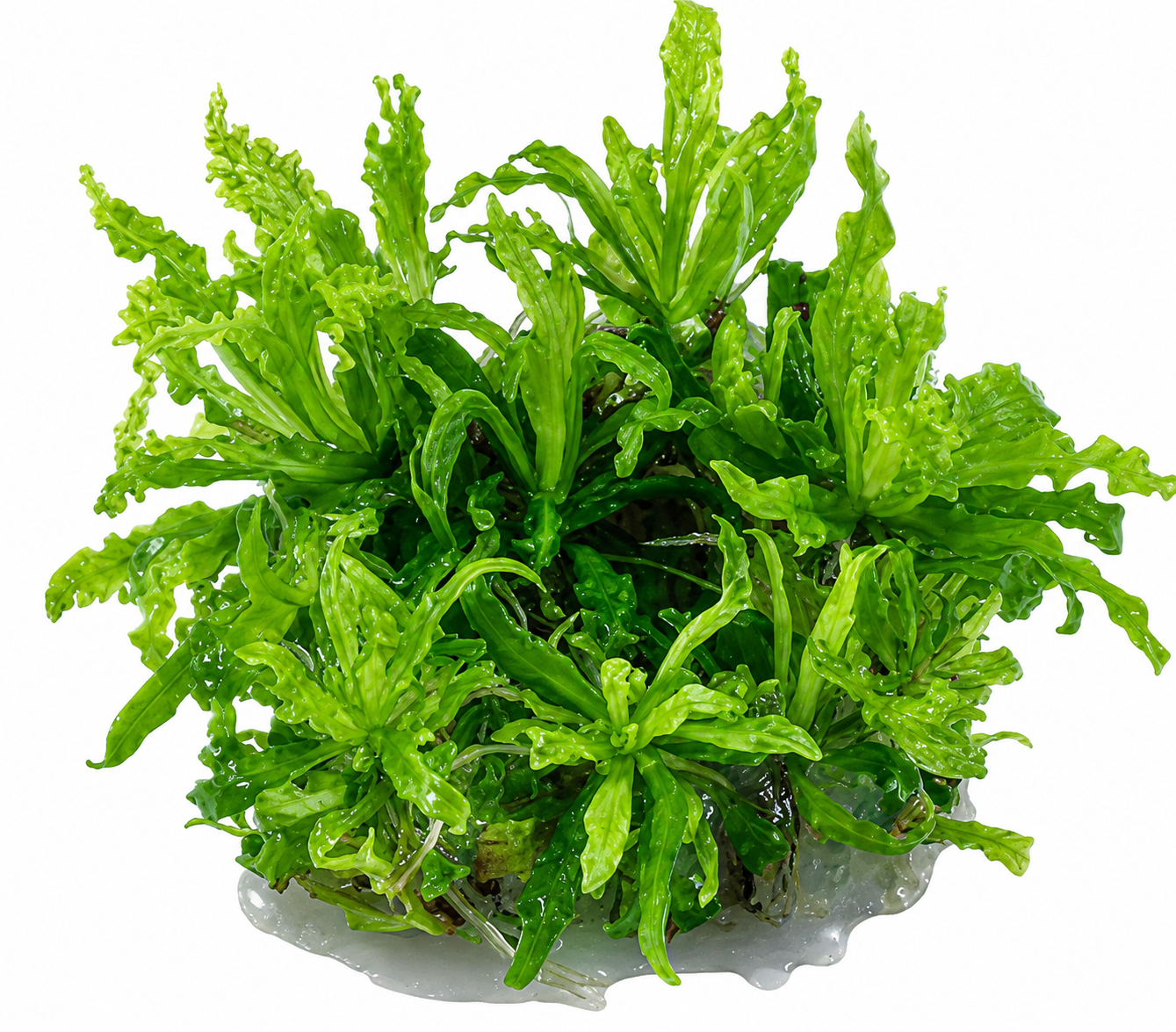 Pogostemon helferi