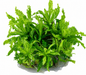 Pogostemon helferi