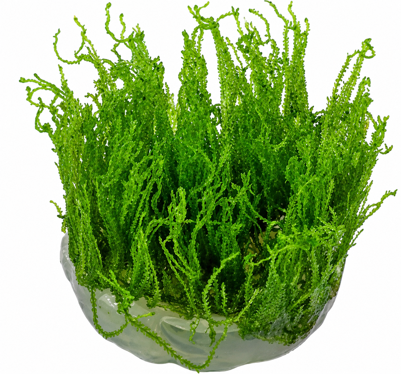 Taxiphyllum Alternans 'Taiwan Moss'