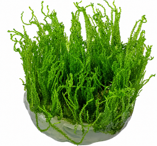 Taxiphyllum Alternans 'Taiwan Moss'