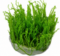 Taxiphyllum Alternans 'Taiwan Moss'