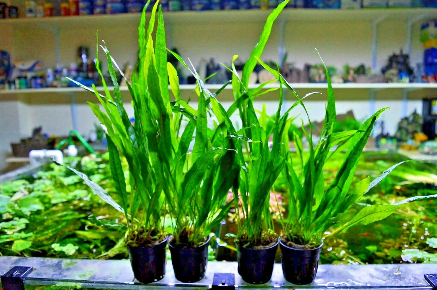 Live Java Fern Microsorum pteropus "NARROW" Aquarium Plant Shrimp Safe