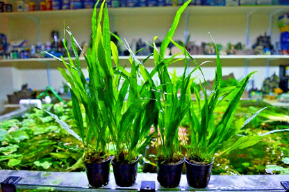 Live Java Fern Microsorum pteropus "NARROW" Aquarium Plant Shrimp Safe