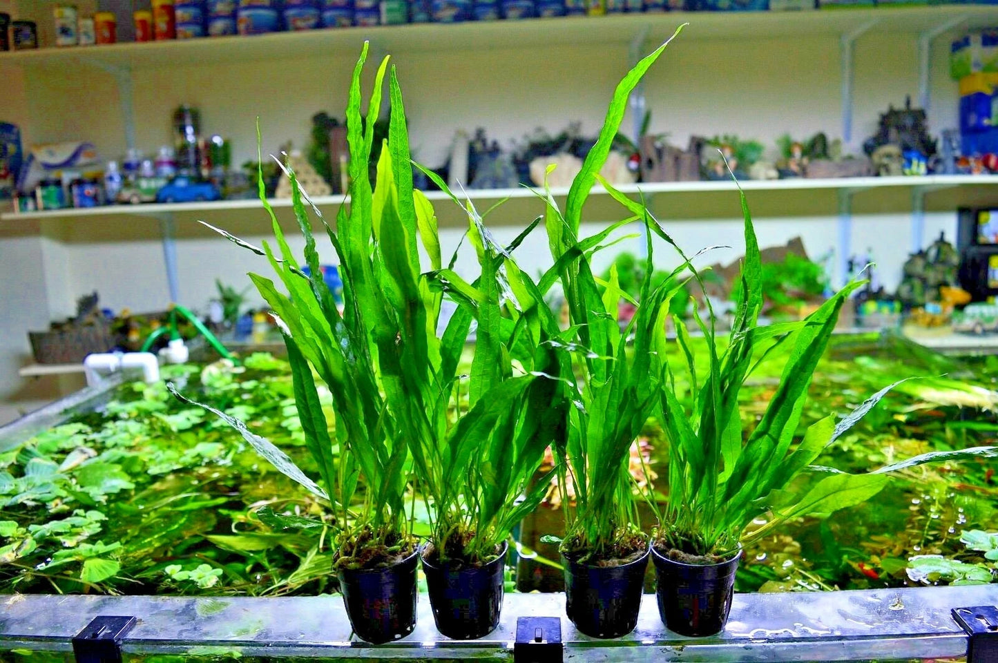 Live Java Fern Microsorum pteropus "NARROW" Aquarium Plant Shrimp Safe
