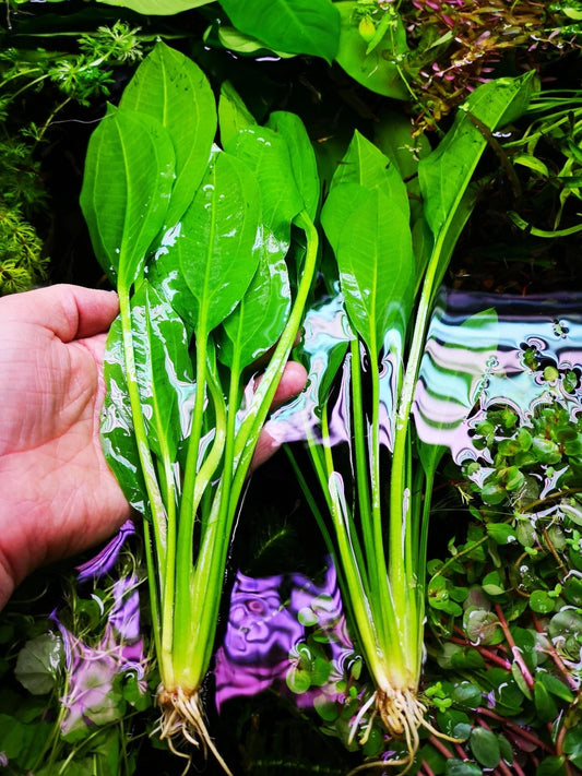 5 x Echinodorus Bleheri Amazon Sword Live Aquarium Plants Tropical Tank