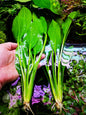 5 x Echinodorus Bleheri Amazon Sword Live Aquarium Plants Tropical Tank