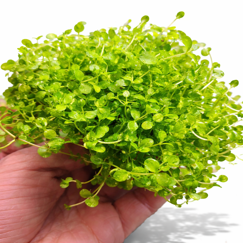 Micranthemum Monte Carlo Live Aquarium Plants Tropical Aquascaping Tank