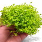 Micranthemum Monte Carlo Live Aquarium Plants Tropical Aquascaping Tank
