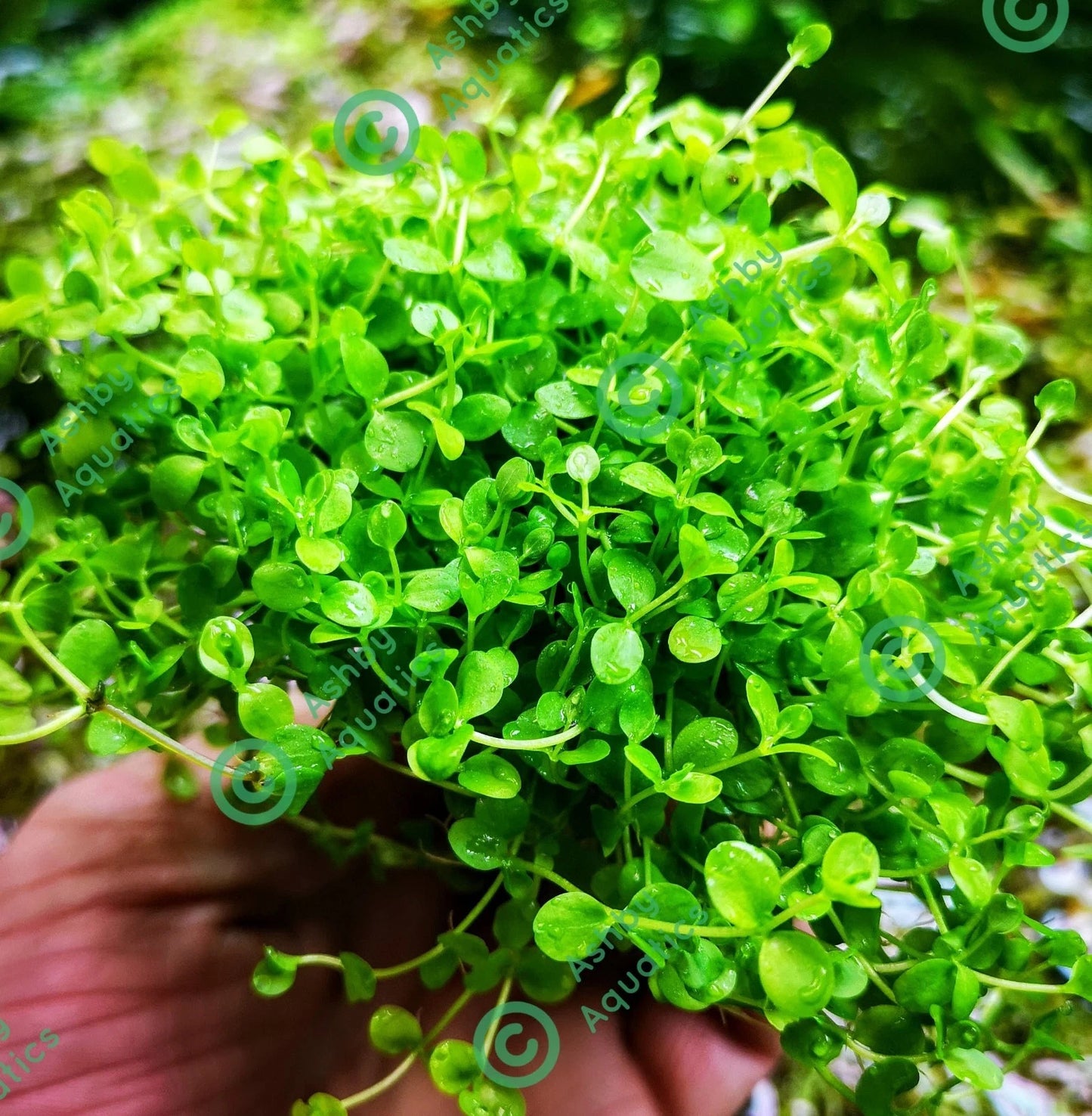 Micranthemum Monte Carlo Live Aquarium Plants Tropical Aquascaping Tank