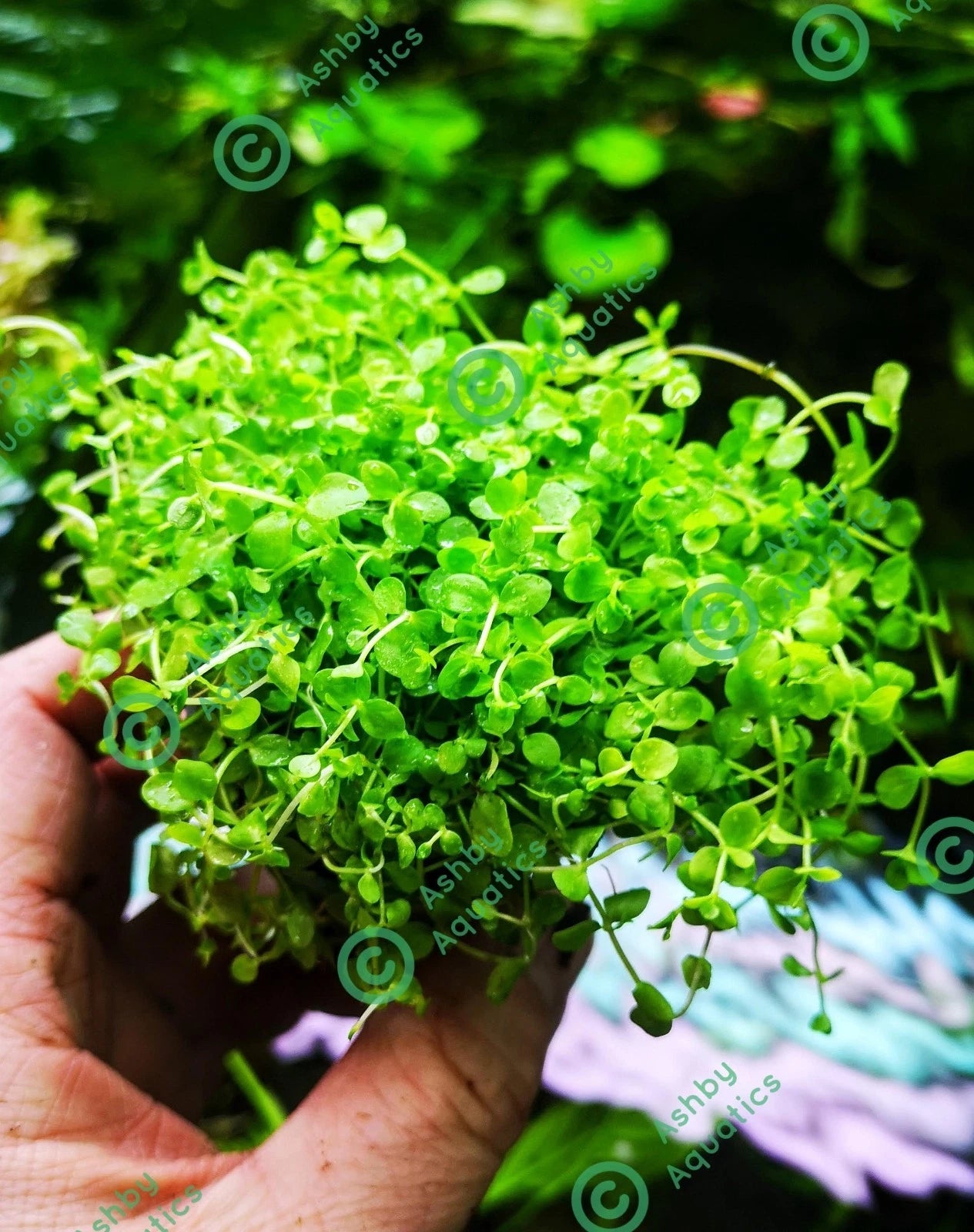 Micranthemum Monte Carlo Live Aquarium Plants Tropical Aquascaping Tank
