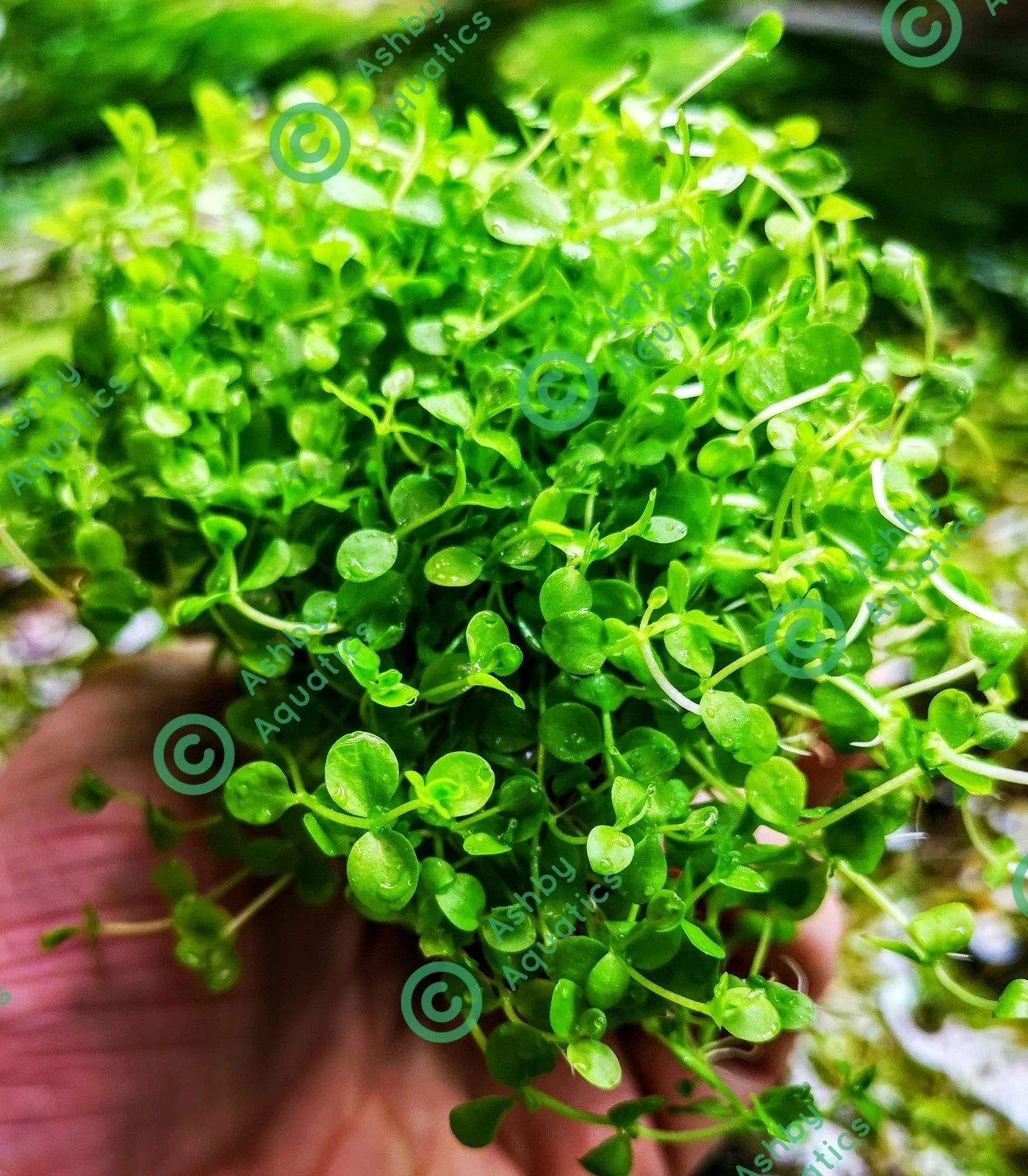 Micranthemum Monte Carlo Live Aquarium Plants Tropical Aquascaping Tank