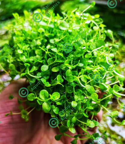 Micranthemum Monte Carlo Live Aquarium Plants Tropical Aquascaping Tank