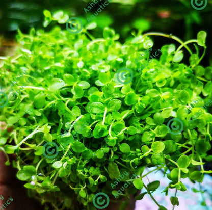Micranthemum Monte Carlo Live Aquarium Plants Tropical Aquascaping Tank