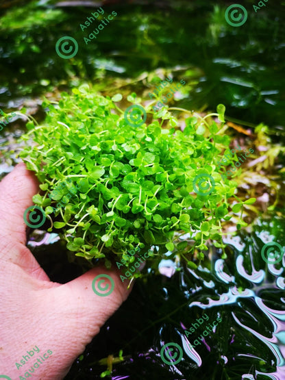 Micranthemum Monte Carlo Live Aquarium Plants Tropical Aquascaping Tank