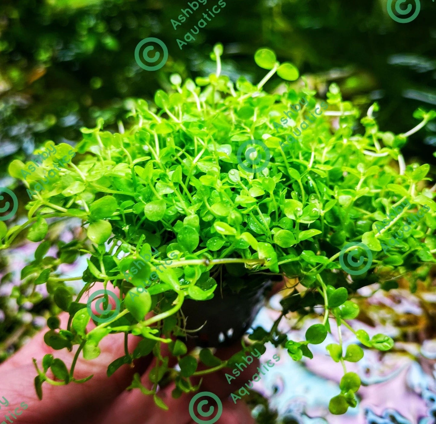 Micranthemum Monte Carlo Live Aquarium Plants Tropical Aquascaping Tank