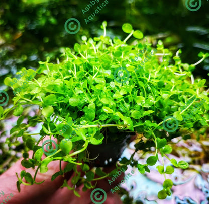 Micranthemum Monte Carlo Live Aquarium Plants Tropical Aquascaping Tank