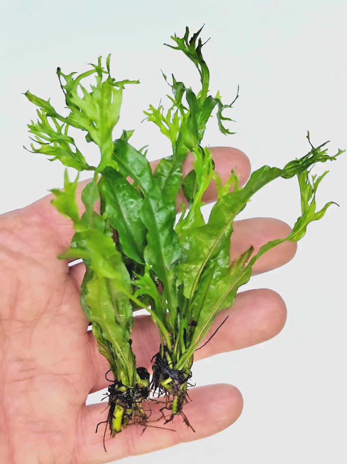 Microsorum Pteropus Windelov x 2 Java Fern Live Aquarium Plants Tropical