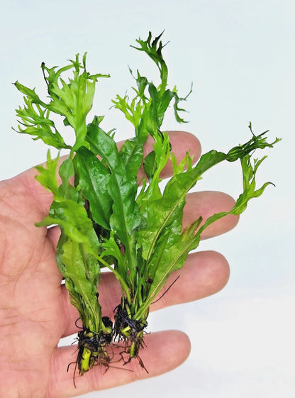 Microsorum Pteropus Windelov x 2 Java Fern Live Aquarium Plants Tropical