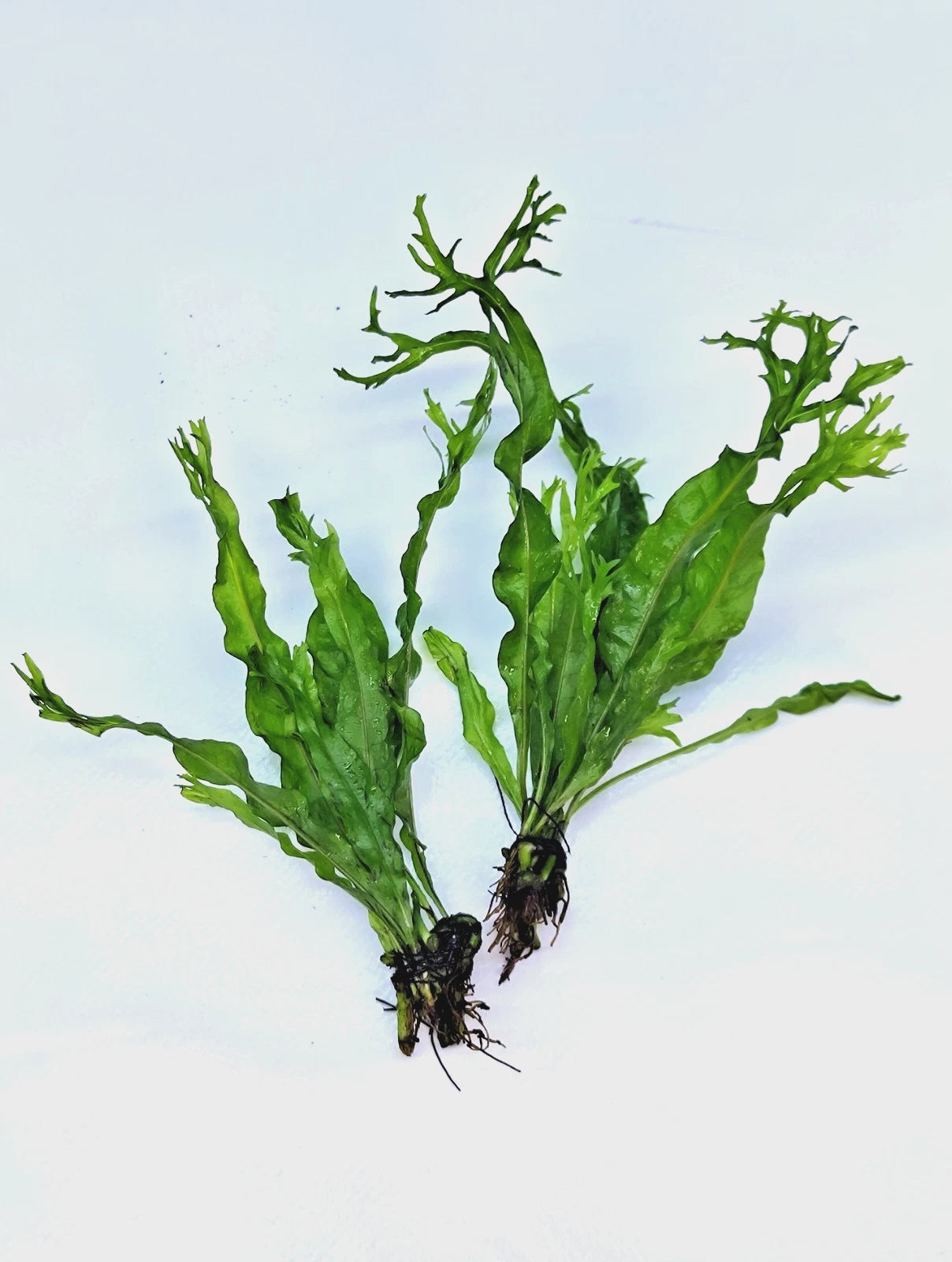 Microsorum Pteropus Windelov x 2 Java Fern Live Aquarium Plants Tropical