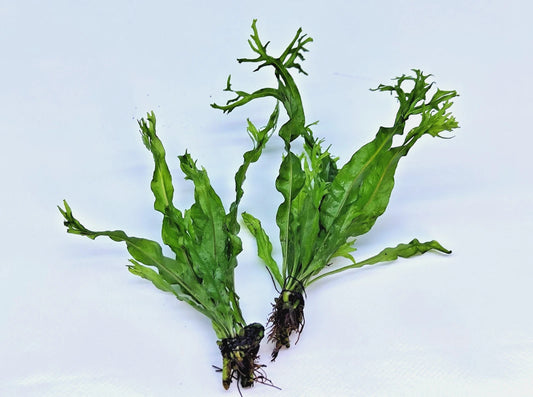 Microsorum Pteropus Windelov x 2 Java Fern Live Aquarium Plants Tropical