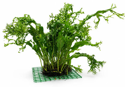 Microsorum Pteropus JAVA Fern Windelov on Mesh Live Aquarium Plants