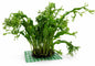 Microsorum Pteropus JAVA Fern Windelov on Mesh Live Aquarium Plants